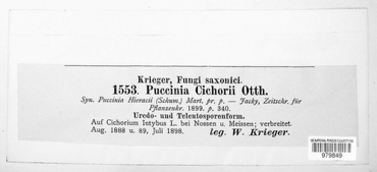 Puccinia hieracii image